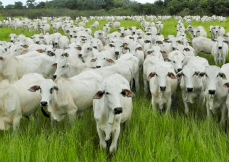 Abate de bovinos cresceu 12,2% ao mesmo período de 2022