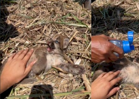 Tratorista encontra filhote de onça durante colheita de cana e se derrete: 'Coisa mais linda'