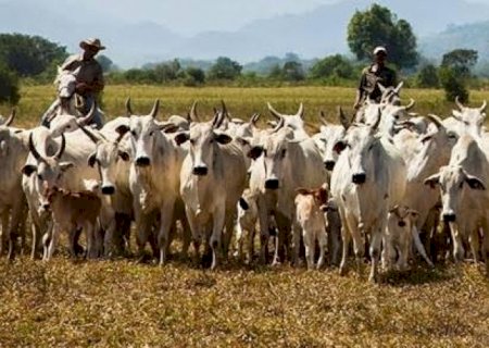 Boi/Imea: 2024 deverá ser ano de transição após queda de preços em 2023 | Brasilagro