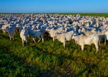 Preços da arroba do boi seguem firme no país; confira cotações