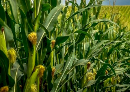 Seca no Brasil afeta vendas de fertilizantes para milho 2ª safra