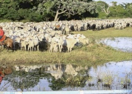 Atualização cadastral e declaração de rebanhos chega na reta final