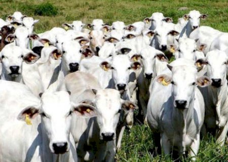 Boi gordo: Conjuntura do mercado joga em favor dos pecuaristas no curtíssimo prazo