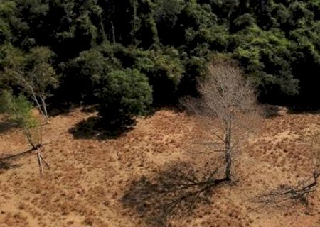 Desmatamento em novembro cresce 238% no cerrado e cai 68% na Amazônia