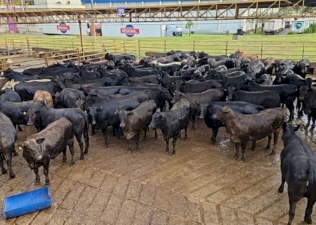 Ultratecnologia faz novilhas angus desmamadas aos 60 dias chegar a quase 15 arrobas