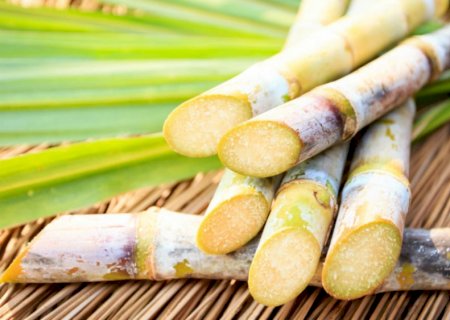 Produtividade média da cana cresce 15 toneladas por hectare em 2023/24