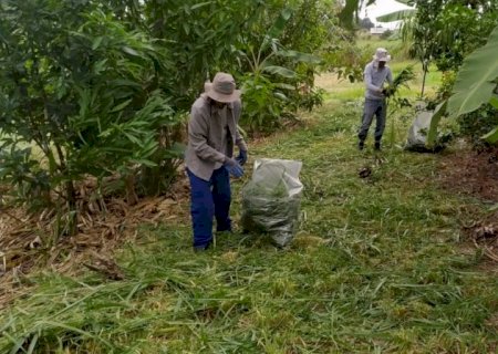 Capim-mombaça é capaz de reduzir presença de plantas indesejáveis