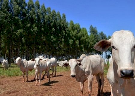 Precoce MS avança com abate de 1,3 milhão de cabeças