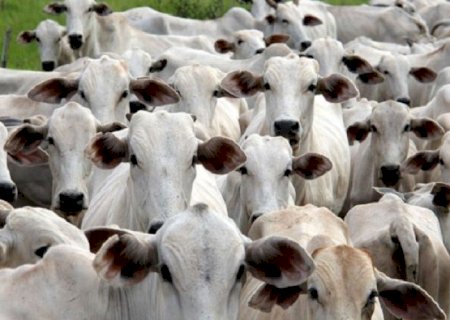 Frigoríficos reforçam baixas nos preços, mas preço da arroba segue firme, cotada a R$ 240