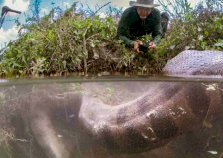 Fotógrafo registra sucuri digerindo capivara na margem do Rio Formoso em Mato Grosso do Sul