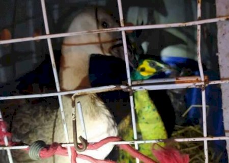 Motorista é flagrado transportando 30 aves exóticas, inclusive cisnes