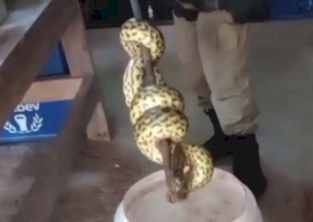 Sucuri é encontrada em comércio no porto de Ladário