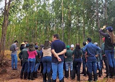 Técnico em Florestas é uma das opções de cursos gratuitos do Senar/MS