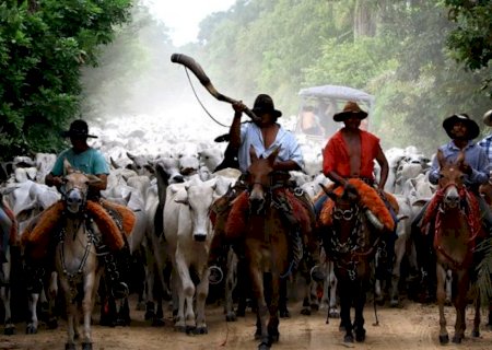 Pecuária bovina brasileira: como superar desafios e melhorar rentabilidade