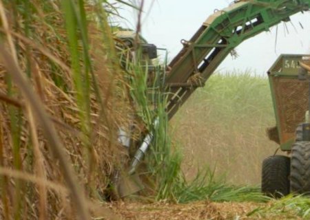 Moagem de cana-de-açúcar pode atingir 600 milhões de t na safra 2024/25