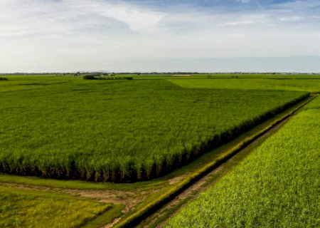 Planejamento pode garantir bons números da safra 2024/25 de cana