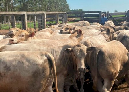Fazenda produz novilhos tricross de 12 meses com quase 20@