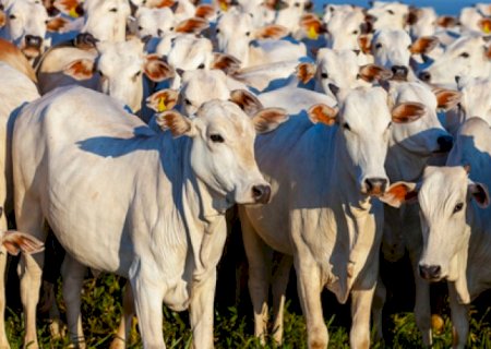 Zebu, uma história de compromisso com o Brasil