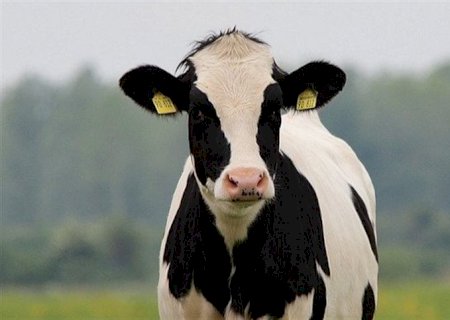 Como reduzir o estresse da desmama de bezerros leiteiros?