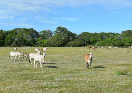 Carne orgânica pantaneira teve adesão de mais 30% de produtores do bioma em 2023