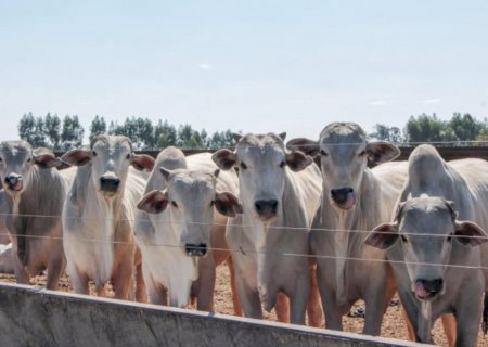 Confira como iniciam os preços do agronegócio nesta sexta