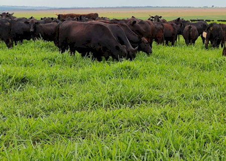 Cultivar de capim mostra bom desempenho ao anteceder a soja