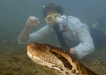 Sucuri gigante encontrada na Amazônia quebra recorde de espécie encontrada em MS: ‘anaconda’