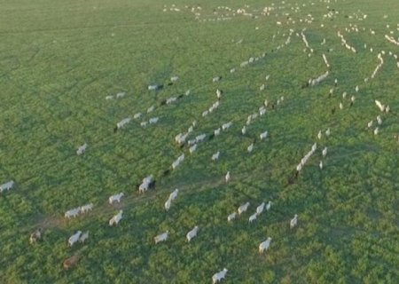 Arroba do boi: dia de poucas alterações no Brasil