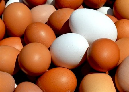 Produção de ovos atingiu 3,4 bilhões de dúzias em 2023