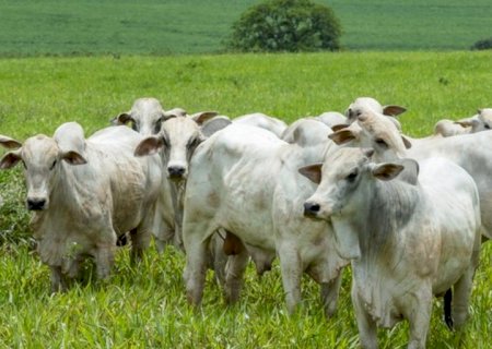 Arroba do boi no Brasil; confira preços e cotações