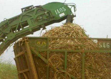 Conab inicia levantamentos da safra de cana-de-açúcar