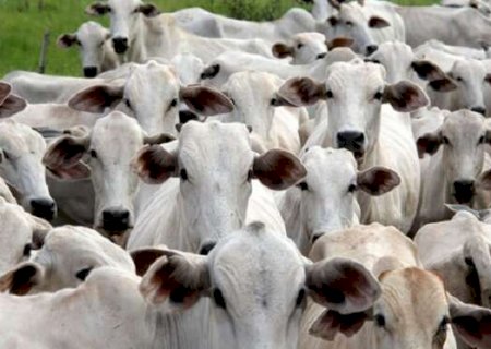Após oficializar no país, MS quer certificado internacional sem aftosa até 2025
