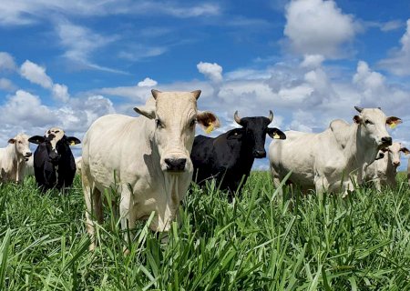 Embrapa valida diretrizes técnicas para produção de Carne Baixo Carbono (CBC)