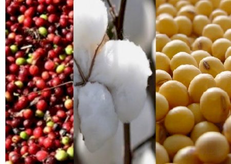 Soja, milho, algodão e café, o quarteto que puxa a produtividade do agro