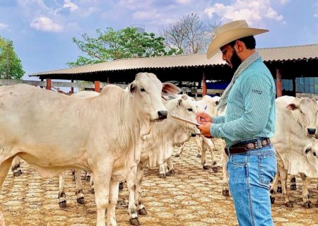 Boi gordo estabiliza em 220/@, mas queda para segunda quinzena é esperada