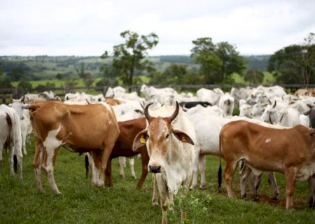 Mapa divulga zoneamento agrícola para pecuária no MS e mais 17 estados