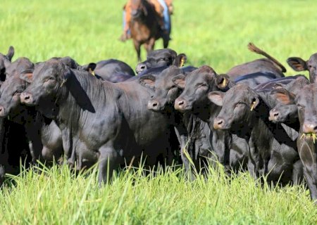 Mato Grosso do Sul teve o maior crescimento do PIB do agronegócio