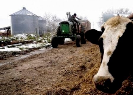 Gripe aviária em vaca leiteira traz cenário preocupante nos EUA