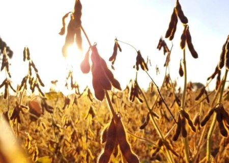 PIB do agro em 2024 deve ser próximo a 0%
