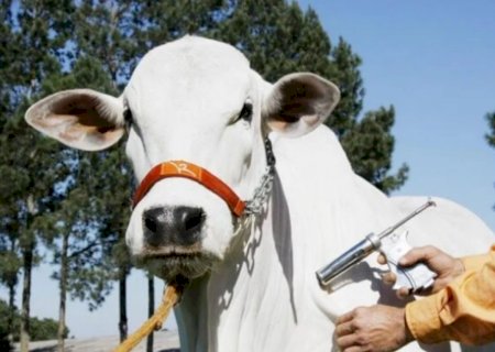 Brasil caminha a passos largos para ser território livre de aftosa sem vacinação