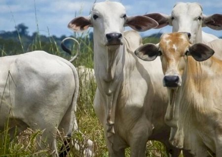 Confira como ficou os preços do agronegócio na sexta-feira