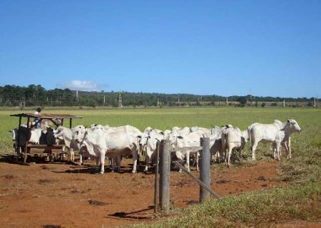 Protocolo define 11 critérios ambientais para compra de gado do Cerrado