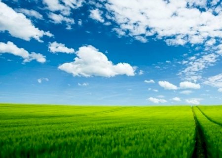 O panorama e os obstáculos da safra 2024/2025 de cana-de-açúcar