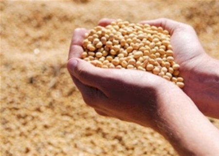 Novo padrão de umidade da soja: estratégias para o agro
