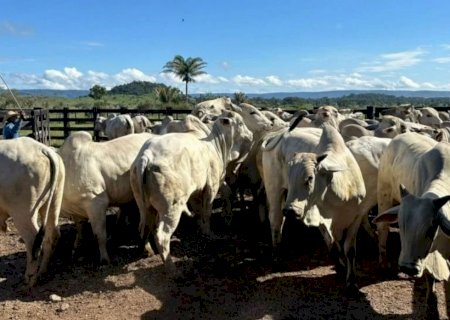 Boiada impressiona com 21@ terminada só com pasto e mineral