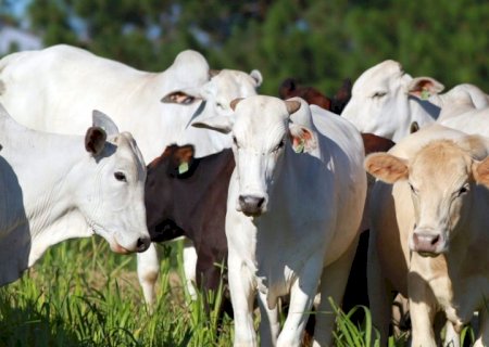 Boi: oferta de carne é alta, mas baixo poder de compra mantém consumo limitado