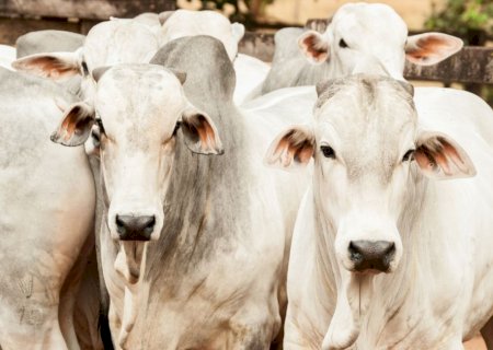 Queda de braço entre pecuaristas e frigoríficos continua; Boi gordo tem nova queda