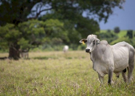 Preços da arroba do boi estão em queda no Brasil? Veja cotações