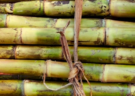 O papel do Brasil no mercado global de cana-de-açúcar