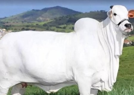Bezerra filha de vaca mais cara do mundo é leiloada por R$ 3 milhões
